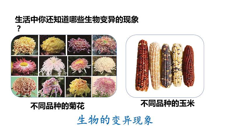 【核心素养】人教版八年级下册7.2.5《生物的变异》课件＋课时练习＋教案（含教学反思）06