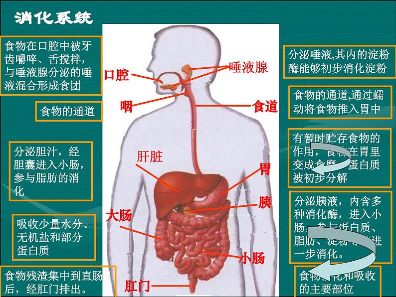 《第三节 营养物质的吸收和利用》课件202