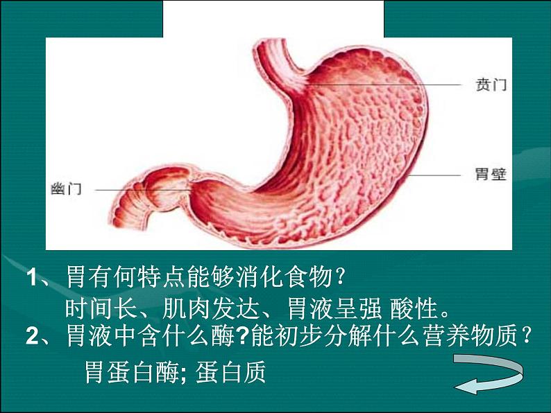 《第三节 营养物质的吸收和利用》课件203