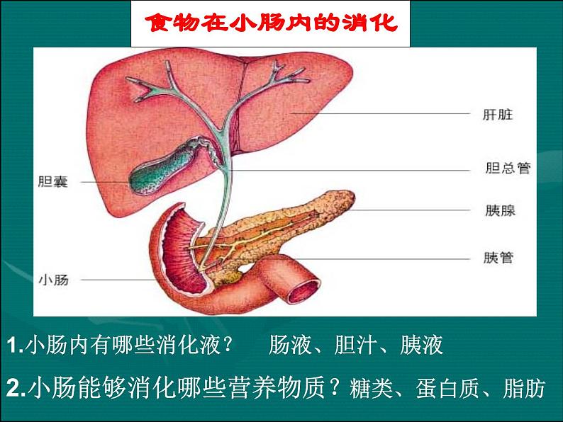 《第三节 营养物质的吸收和利用》课件204