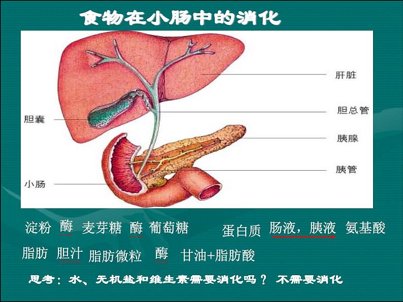 《第三节 营养物质的吸收和利用》课件205