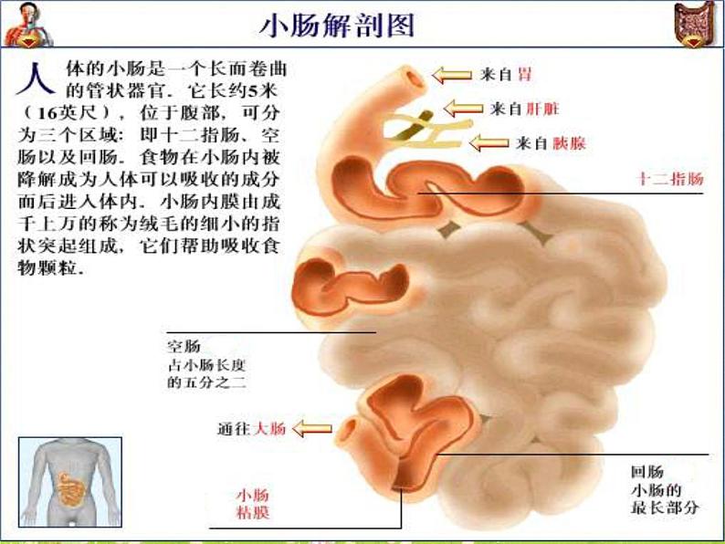 《第三节 营养物质的吸收和利用》课件07