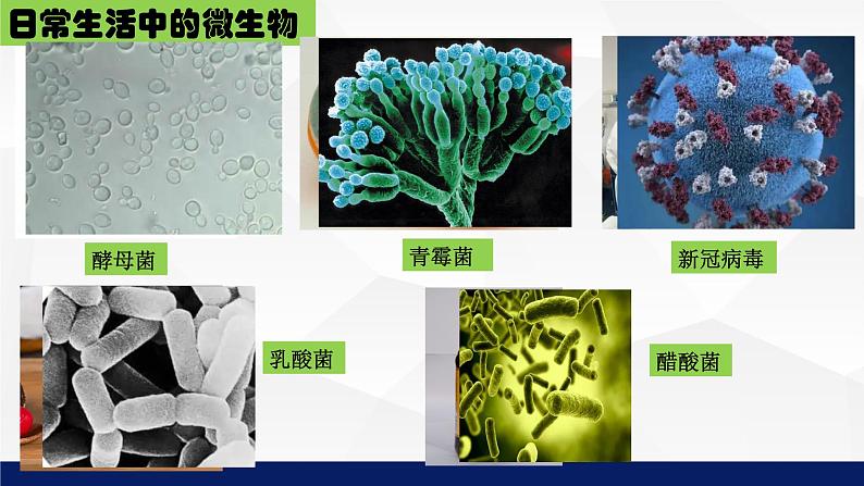 北师大版八年级生物上册 18.1微生物在生物圈中的作用教学课件第5页