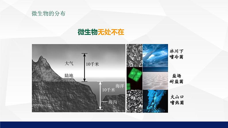 北师大版八年级生物上册 18.1微生物在生物圈中的作用教学课件第6页