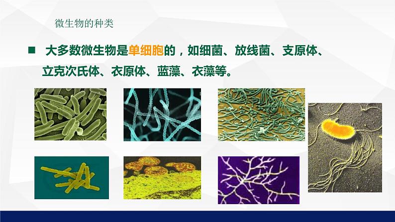 北师大版八年级生物上册 18.1微生物在生物圈中的作用教学课件第7页