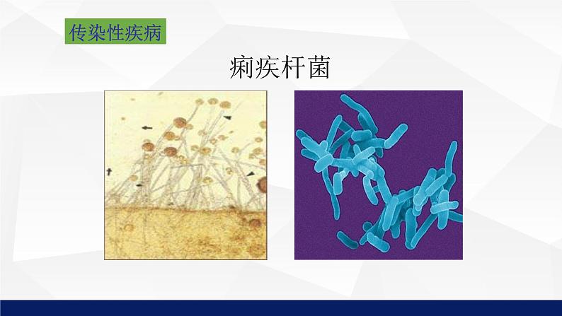 北师大版八年级生物上册 18.2微生物与人类的关系教学课件第7页