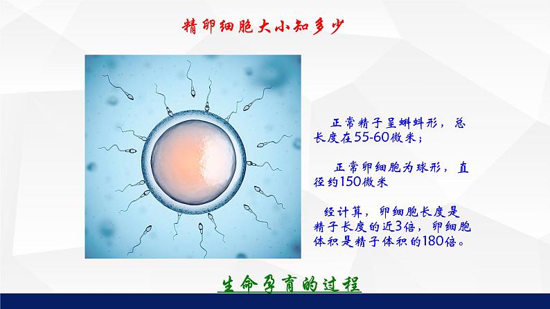 北师大版八年级生物上册 19.1人的生殖和发育教学课件第7页