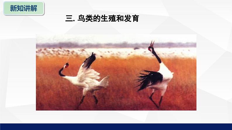 北师大版八年级生物上册 19.2动物的生殖和发育（第二课时）教学课件第7页