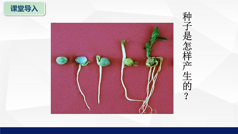 北师大版八年级生物上册 19.3植物的生殖方式教学课件05