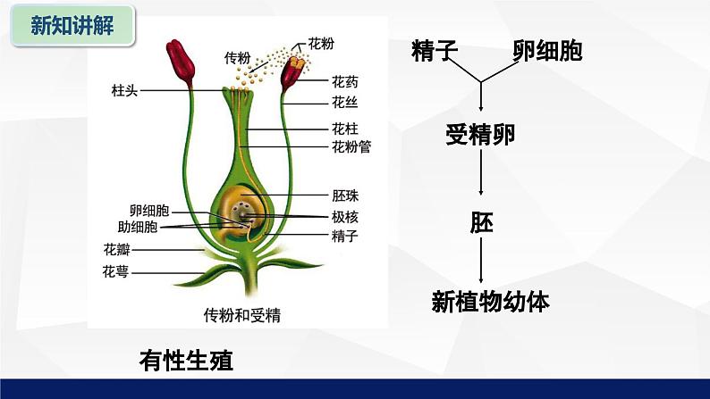 北师大版八年级生物上册 19.3植物的生殖方式教学课件06