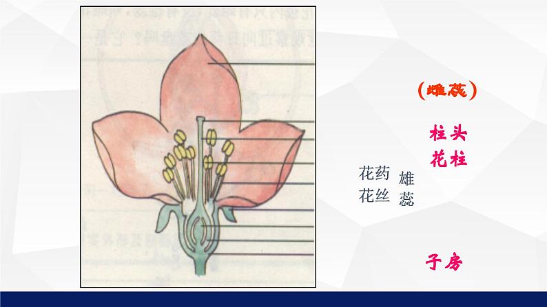 北师大版八年级生物上册 19.3植物的生殖方式教学课件07