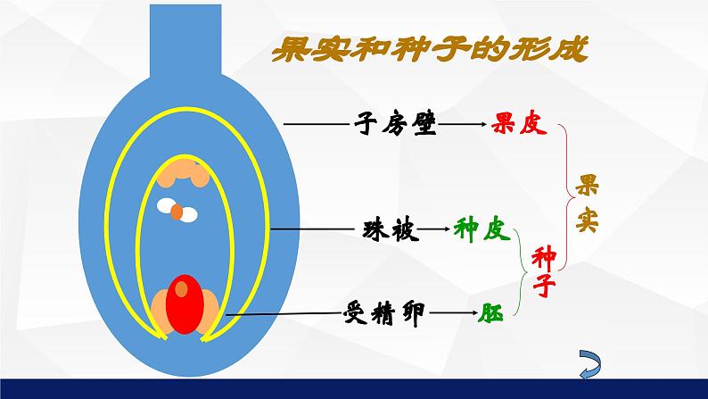 北师大版八年级生物上册 19.3植物的生殖方式教学课件08