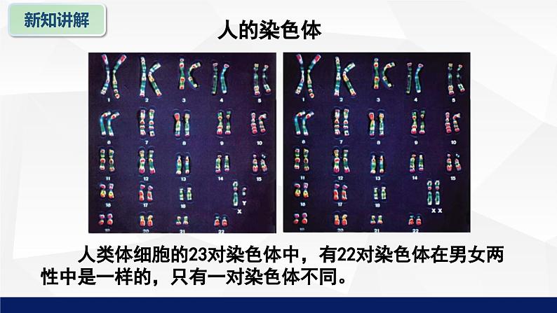 北师大版八年级生物上册 20.4性别和性别决定教学课件06