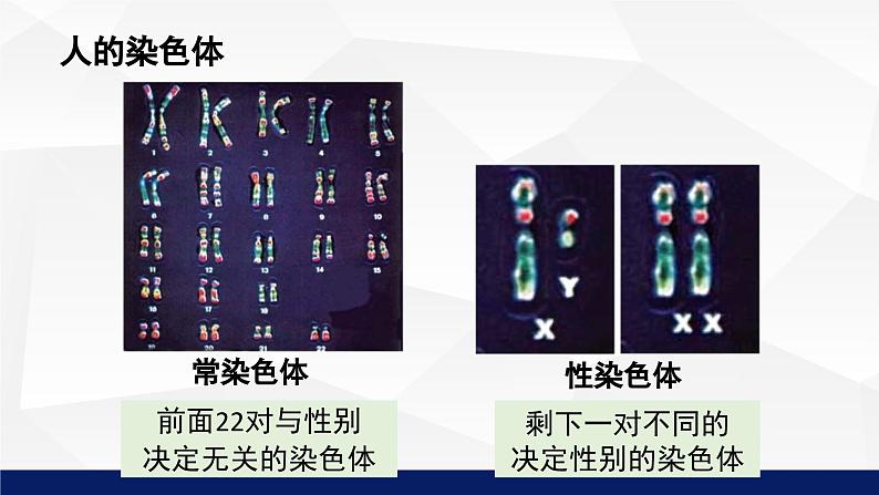 北师大版八年级生物上册 20.4性别和性别决定教学课件07