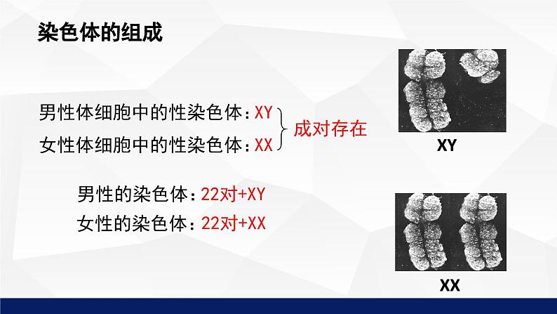 北师大版八年级生物上册 20.4性别和性别决定教学课件08