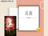 《真菌》课件 人教版生物八年级上册