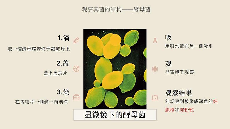 《真菌》课件 人教版生物八年级上册第6页