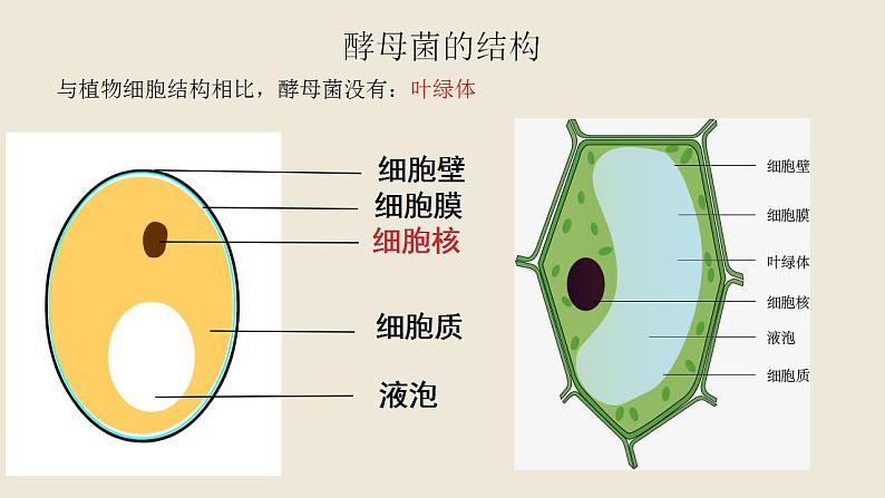 《真菌》课件 人教版生物八年级上册第7页