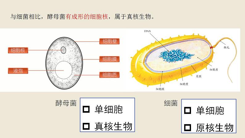 《真菌》课件 人教版生物八年级上册第8页