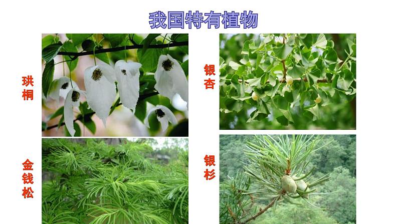 《认识生物的多样性》课件 人教版生物八年级上学期06