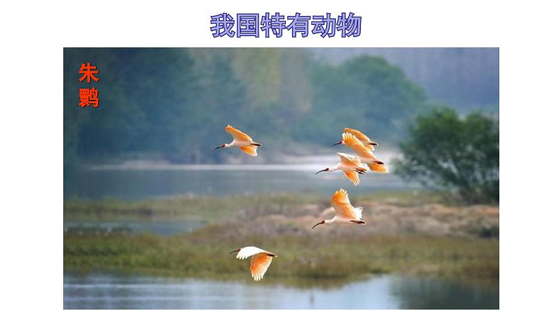 《认识生物的多样性》课件 人教版生物八年级上学期07