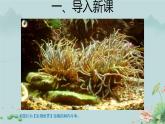 第一节 腔肠动物和扁形动物 第1课时 课件