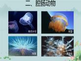 第一节 腔肠动物和扁形动物 第1课时 课件