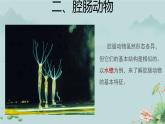 第一节 腔肠动物和扁形动物 第1课时 课件