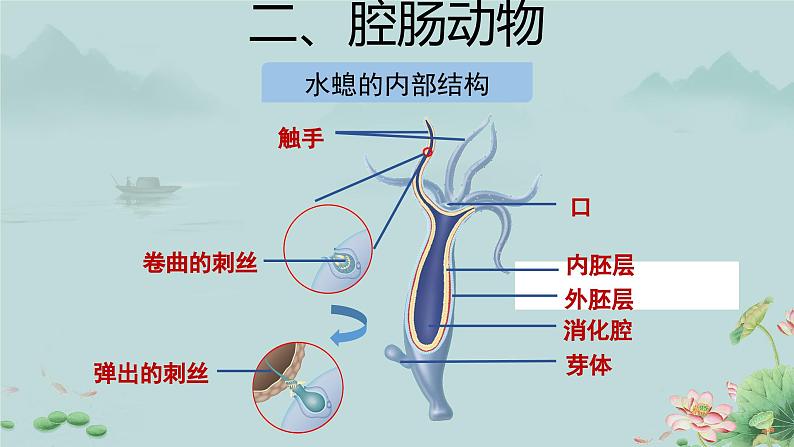 第一节 腔肠动物和扁形动物 第1课时 课件第8页