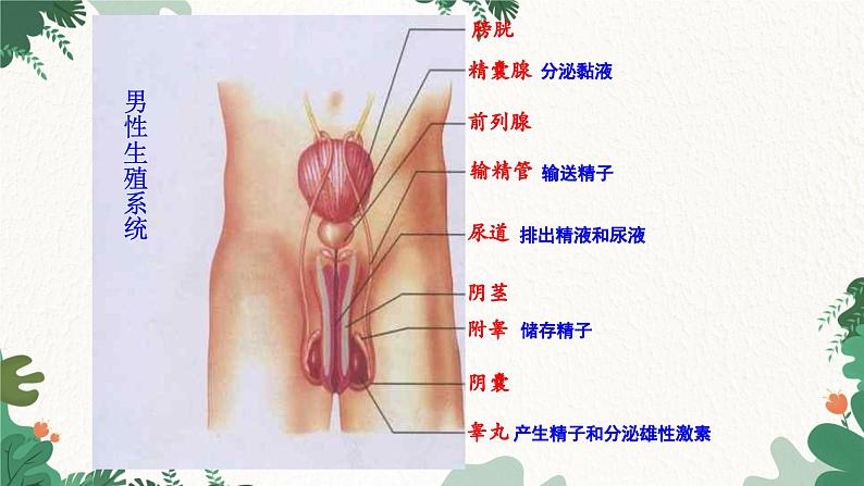 人教版生物七年级下册 第一章第二节人的生殖课件05