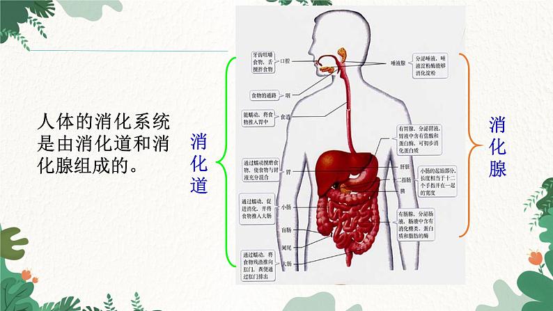 人教版生物七年级下册 第二章第二节消化和吸收课件03