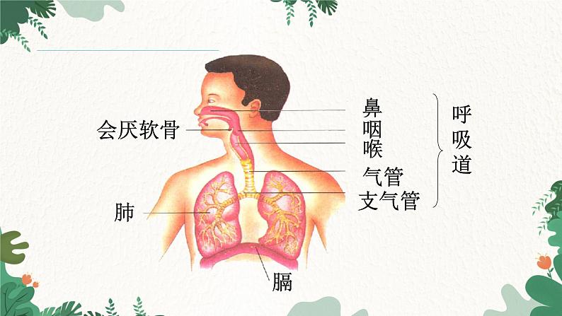 人教版生物七年级下册 第三章第一节呼吸道对的空气的处理课件02