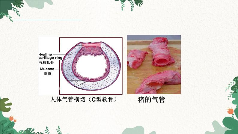 人教版生物七年级下册 第三章第一节呼吸道对的空气的处理课件03