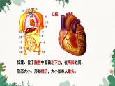 人教版生物七年级下册 第四章第三节输送血液的泵---心脏课件