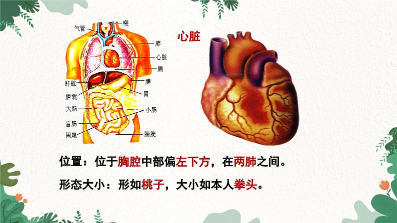 人教版生物七年级下册 第四章第三节输送血液的泵---心脏课件03