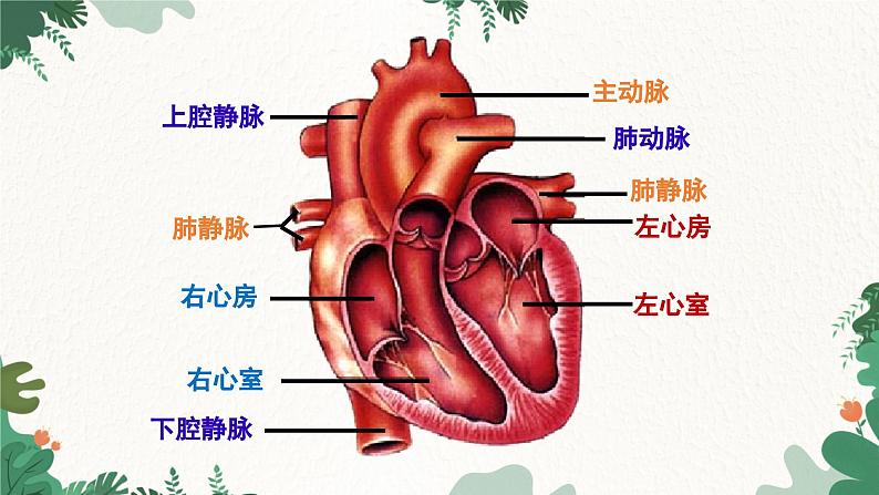 人教版生物七年级下册 第四章第三节输送血液的泵---心脏课件05