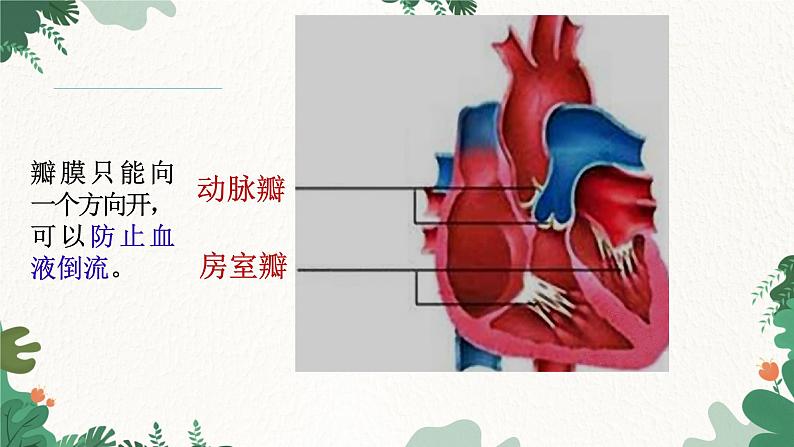 人教版生物七年级下册 第四章第三节输送血液的泵---心脏课件07