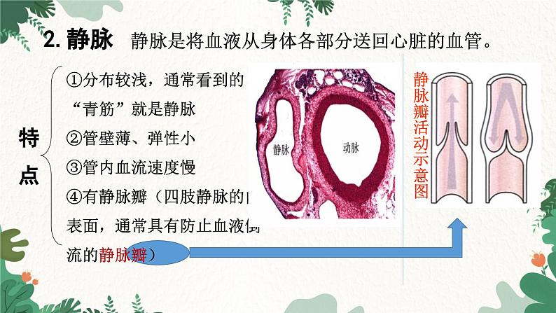 人教版生物七年级下册 第四章第二节血流的管道---血管课件06