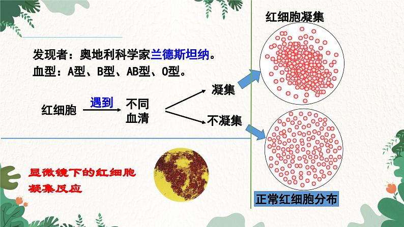 人教版生物七年级下册 第四章第四节输血与血型课件03