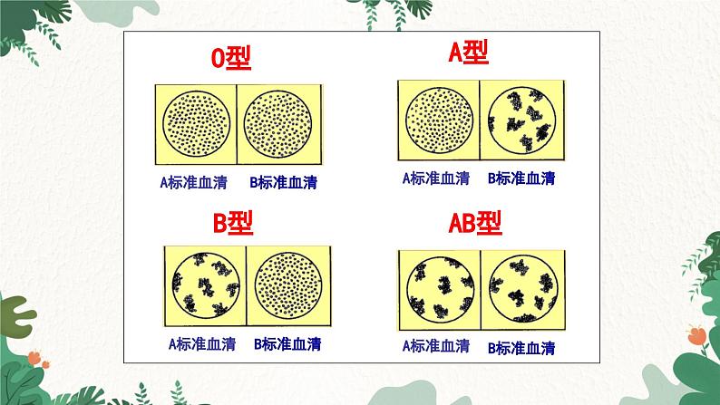 人教版生物七年级下册 第四章第四节输血与血型课件05