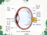 人教版生物七年级下册 第六章第一节人体对外界环境的感知课件