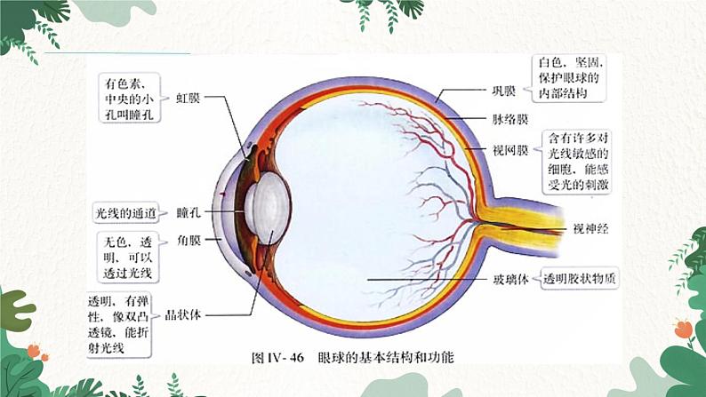 人教版生物七年级下册 第六章第一节人体对外界环境的感知课件第5页