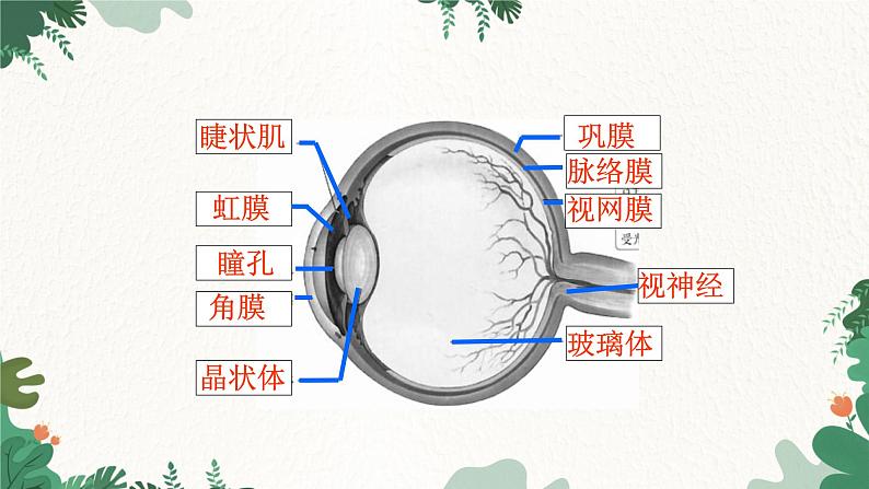 人教版生物七年级下册 第六章第一节人体对外界环境的感知课件第6页