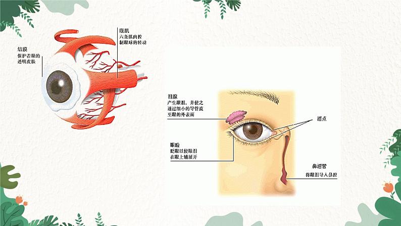 人教版生物七年级下册 第六章第一节人体对外界环境的感知课件第7页