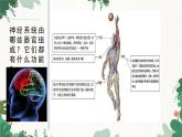 人教版生物七年级下册 第六章第二节神经系统的组成课件