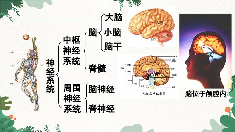 人教版生物七年级下册 第六章第二节神经系统的组成课件05