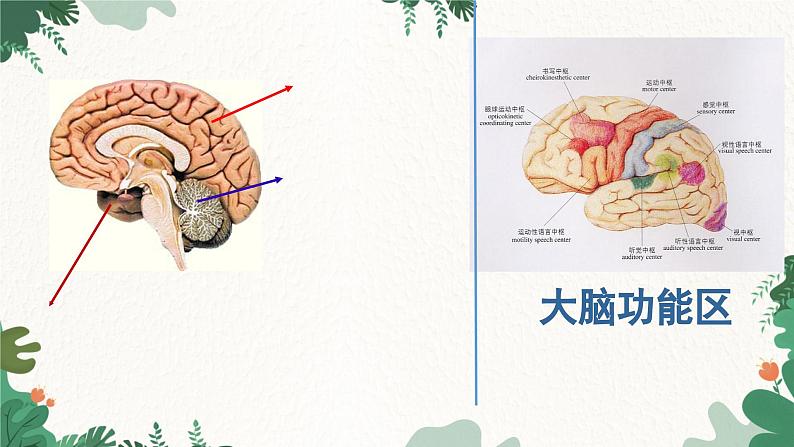 人教版生物七年级下册 第六章第二节神经系统的组成课件06