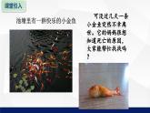 苏教版七年级生物上册 1.2生物与环境的关系教学课件