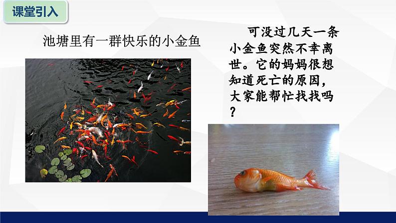 苏教版七年级生物上册 1.2生物与环境的关系教学课件第5页