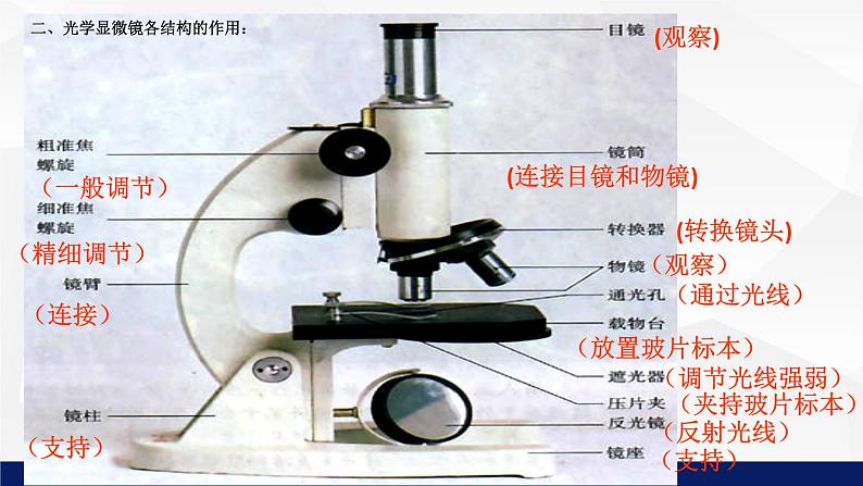 苏教版七年级生物上册 2.1探索生命的器具（第一课时）教学课件第8页